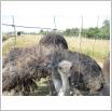 Galeria zdjęć: . Link otwiera powiększoną wersję zdjęcia.