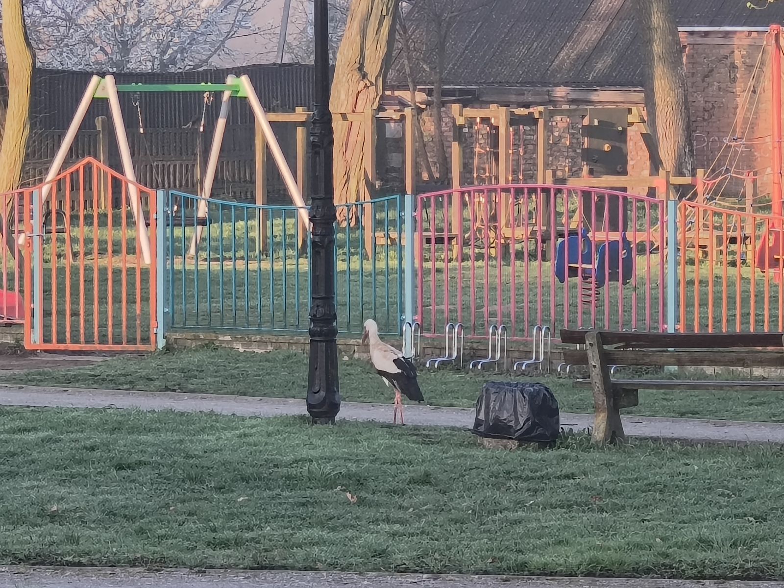 Zdjęcie: Bociany są i w gminie Banie!